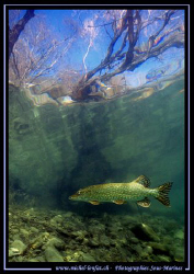 A beautiful Adult Pike Fish - hunting. Picture taken in A... by Michel Lonfat 